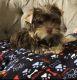 Yorkshire Terrier Puppies for sale in 1003 St Nicholas Ave, New York, NY 10032, USA. price: NA