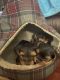 Yorkshire Terrier Puppies for sale in Tacoma, WA, USA. price: $1,000