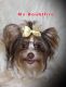 Yorkshire Terrier Puppies for sale in Leesville, LA 71446, USA. price: $1,200