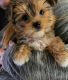 Yorkshire Terrier Puppies for sale in 808 S 21st St, Council Bluffs, IA 51501, USA. price: $500