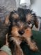 Yorkshire Terrier Puppies for sale in Milwaukee, WI, USA. price: NA