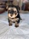 Yorkshire Terrier Puppies for sale in Chesapeake, VA, USA. price: NA