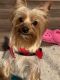 Yorkshire Terrier Puppies for sale in Perry, GA, USA. price: $700