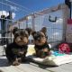 Yorkshire Terrier Puppies for sale in Miamidreef, 3563 HT Utrecht, Netherlands. price: NA