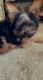 Yorkshire Terrier Puppies for sale in San Diego, CA 92105, USA. price: $1,000