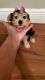 Yorkshire Terrier Puppies for sale in Manhattan, New York, NY, USA. price: $1,800