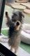 Yorkshire Terrier Puppies for sale in El Cajon, CA 92020, USA. price: NA