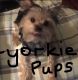 Yorkshire Terrier Puppies for sale in Gibson St, Evansville, IN 47710, USA. price: $800