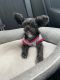 Yorkshire Terrier Puppies for sale in Sandy Springs, GA, USA. price: NA