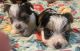 Yorkshire Terrier Puppies for sale in 138 Pine Burr Rd, Lumberton, MS 39455, USA. price: $2,000