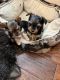 Yorkshire Terrier Puppies for sale in Keller, TX, USA. price: $12,001,500