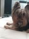 Yorkshire Terrier Puppies for sale in American Canyon, CA 94589, USA. price: $1,000