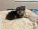 Yorkshire Terrier Puppies for sale in Marana, AZ, USA. price: $1,300