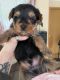 Yorkshire Terrier Puppies for sale in Clinton, IA, USA. price: $1,400