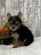 Yorkshire Terrier Puppies for sale in Peebles, OH 45660, USA. price: $1,000