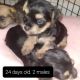 Yorkshire Terrier Puppies for sale in Willowbrook, KS 67501, USA. price: $1,200