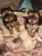 Yorkshire Terrier Puppies for sale in Potosi, MO, USA. price: NA