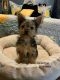 Yorkshire Terrier Puppies for sale in Chuckey, TN 37641, USA. price: NA