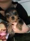 Yorkshire Terrier Puppies for sale in Mission, TX, USA. price: $1,000