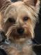 Yorkshire Terrier Puppies for sale in Henderson, NC, USA. price: $600