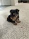 Yorkshire Terrier Puppies for sale in Modesto, CA, USA. price: $1,200