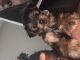 Yorkshire Terrier Puppies for sale in Lithonia, GA 30058, USA. price: $2,000