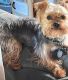 Yorkshire Terrier Puppies for sale in Concord, NC 28025, USA. price: NA