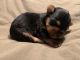 Yorkshire Terrier Puppies for sale in Gibson St, Evansville, IN 47710, USA. price: NA