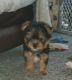 Yorkshire Terrier Puppies for sale in Troy, NC 27371, USA. price: $2,500