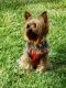 Yorkshire Terrier Puppies for sale in Kennewick, WA, USA. price: NA