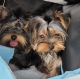 Yorkshire Terrier Puppies for sale in Killeen, TX 76542, USA. price: $1,200