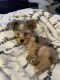 Yorkshire Terrier Puppies for sale in Wake Forest, NC 27587, USA. price: $1,700