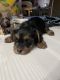 Yorkshire Terrier Puppies for sale in 2232 SW 34th St, Oklahoma City, OK 73119, USA. price: $800