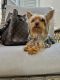 Yorkshire Terrier Puppies for sale in Dallas, GA, USA. price: $1,500