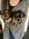 Yorkshire Terrier Puppies for sale in Hollis, NH 03049, USA. price: $2,800