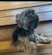 Yorkshire Terrier Puppies for sale in Sarasota, FL, USA. price: NA