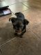 Yorkshire Terrier Puppies for sale in McKees Rocks, PA 15136, USA. price: NA