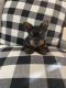 Yorkshire Terrier Puppies for sale in New Castle, PA, USA. price: $1,500