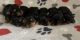 Yorkshire Terrier Puppies for sale in Sumrall, MS 39482, USA. price: $1,600