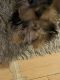Yorkshire Terrier Puppies for sale in Smithtown, NY, USA. price: $7,000