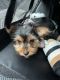 Yorkshire Terrier Puppies for sale in Quincy, MA, USA. price: $2,300