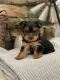 Yorkshire Terrier Puppies for sale in 3770 Stauss Ct, Antelope, CA 95843, USA. price: NA