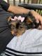 Yorkshire Terrier Puppies for sale in Blackwood, Gloucester Township, NJ 08012, USA. price: $1,200