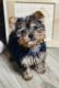 Yorkshire Terrier Puppies for sale in Webster, FL 33597, USA. price: $1,800