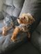Yorkshire Terrier Puppies for sale in 30291 Jonesboro Rd, Union City, GA 30291, USA. price: $2,500