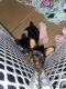 Yorkshire Terrier Puppies for sale in Fontana, CA, USA. price: $1,600
