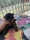 Yorkshire Terrier Puppies for sale in St Cloud, FL, USA. price: $2,500