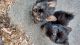 Yorkshire Terrier Puppies for sale in 803 Brickyard Ct, Greenville, NC 27858, USA. price: $800
