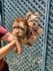 Yorkshire Terrier Puppies for sale in Bakersfield, CA, USA. price: NA