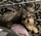 Yorkshire Terrier Puppies for sale in Lancaster, CA, USA. price: $1,000